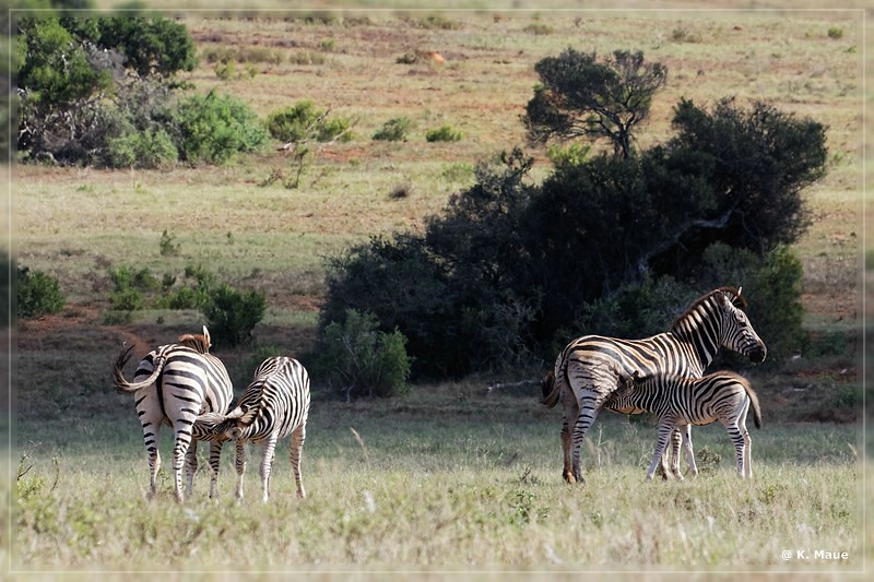 suedafrika_2019_0465.jpg