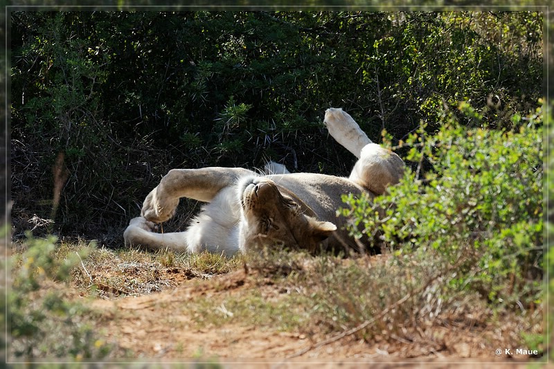 suedafrika_2019_0468.jpg