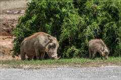 suedafrika_2019_0304