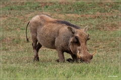 suedafrika_2019_0320