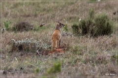 suedafrika_2019_0321