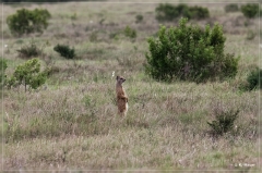 suedafrika_2019_0323