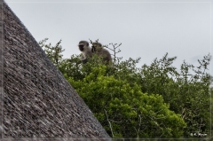 suedafrika_2019_0329