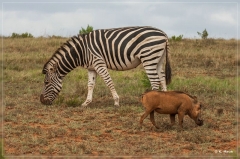 suedafrika_2019_0341