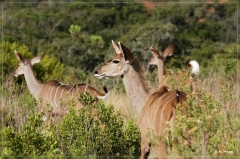 suedafrika_2019_0343