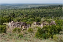 suedafrika_2019_0344