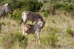 suedafrika_2019_0345