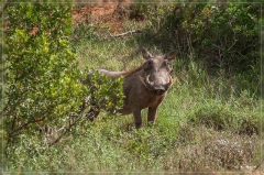 suedafrika_2019_0349