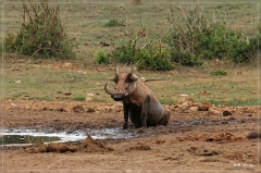 suedafrika_2019_0360