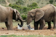 suedafrika_2019_0366