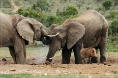 suedafrika_2019_0367