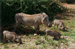 suedafrika_2019_0394