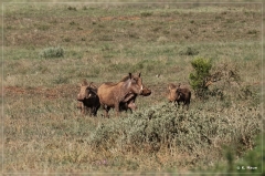 suedafrika_2019_0403