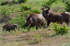 suedafrika_2019_0407