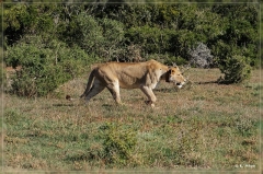 suedafrika_2019_0411