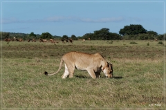 suedafrika_2019_0417