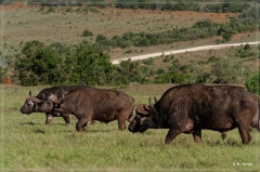 suedafrika_2019_0428