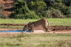 suedafrika_2019_0431