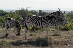 suedafrika_2019_0432