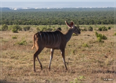 suedafrika_2019_0433