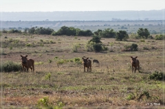 suedafrika_2019_0435