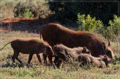 suedafrika_2019_0437