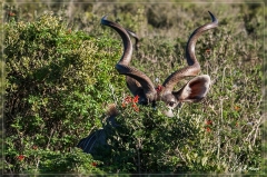 suedafrika_2019_0439