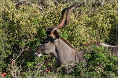 suedafrika_2019_0440