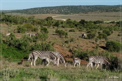 suedafrika_2019_0441