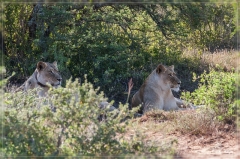 suedafrika_2019_0453