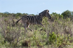 suedafrika_2019_0456