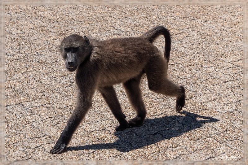 suedafrika_2019_0743.jpg