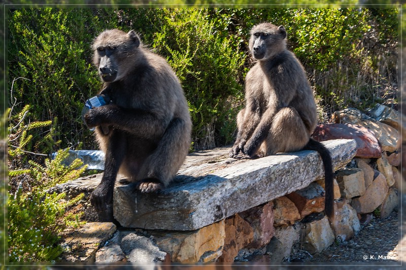 suedafrika_2019_0745.jpg