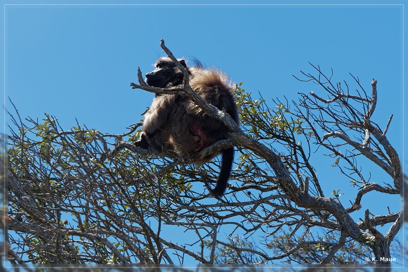 suedafrika_2019_0756.jpg