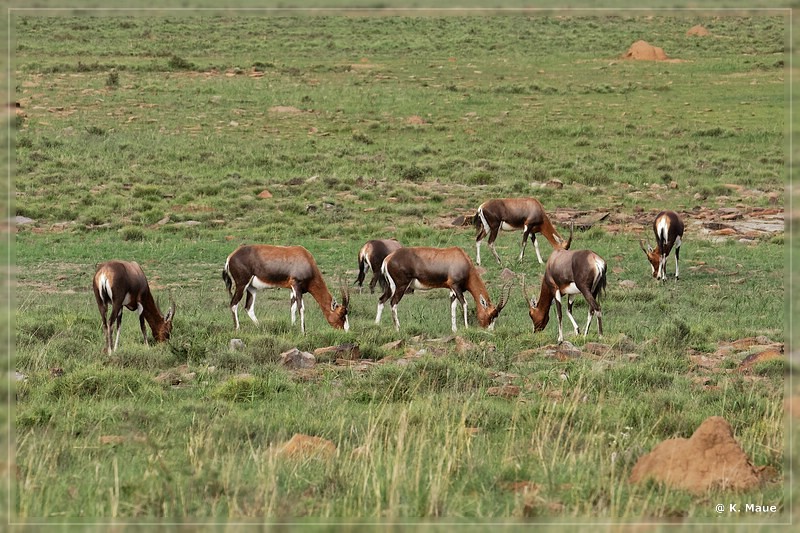 suedafrika_2019_0197.jpg