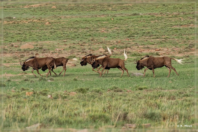 suedafrika_2019_0198.jpg