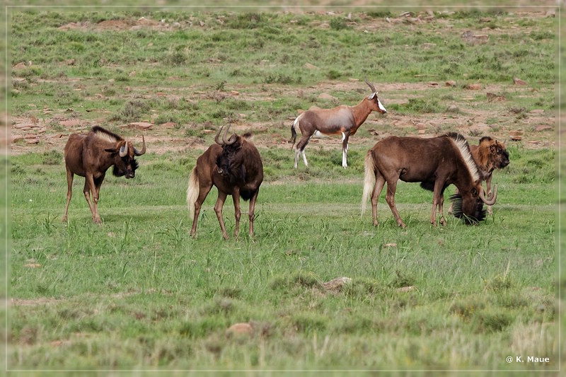 suedafrika_2019_0199.jpg