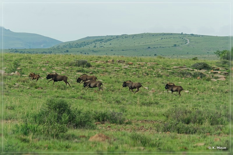 suedafrika_2019_0200.jpg