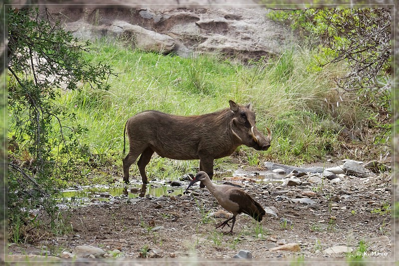 suedafrika_2019_0215.jpg