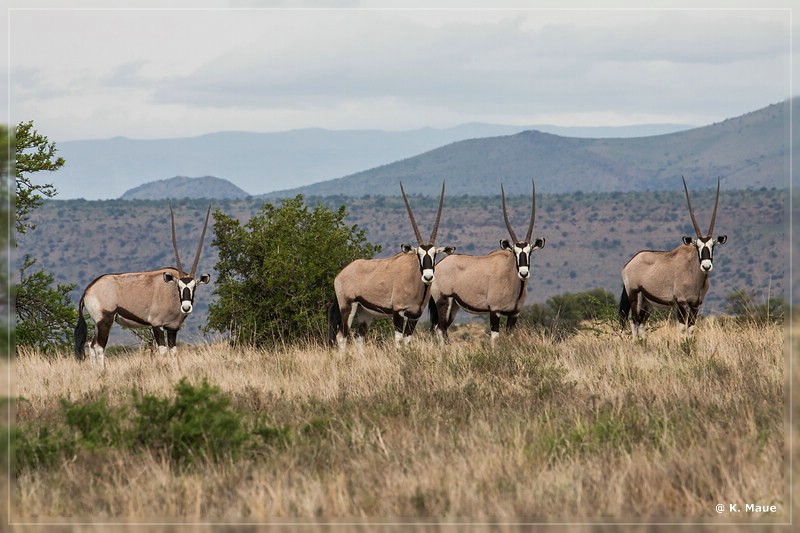 suedafrika_2019_0232.jpg