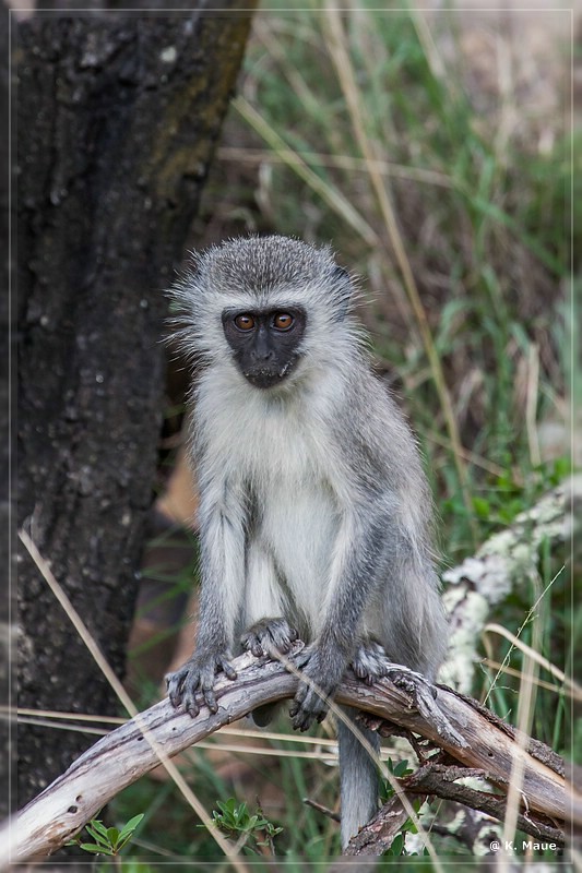 suedafrika_2019_0249.jpg