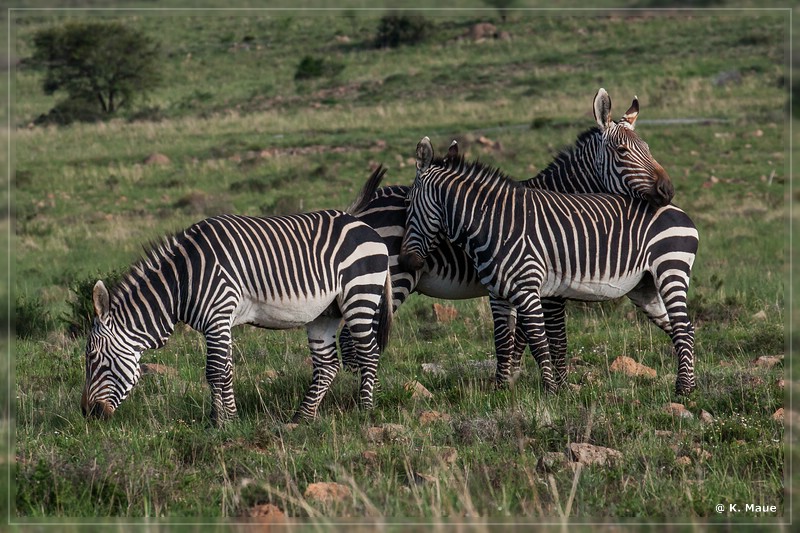 suedafrika_2019_0256.jpg