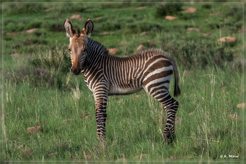 suedafrika_2019_0257.jpg