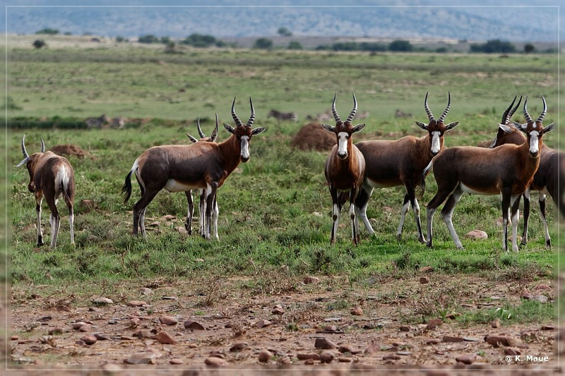 suedafrika_2019_0264.jpg