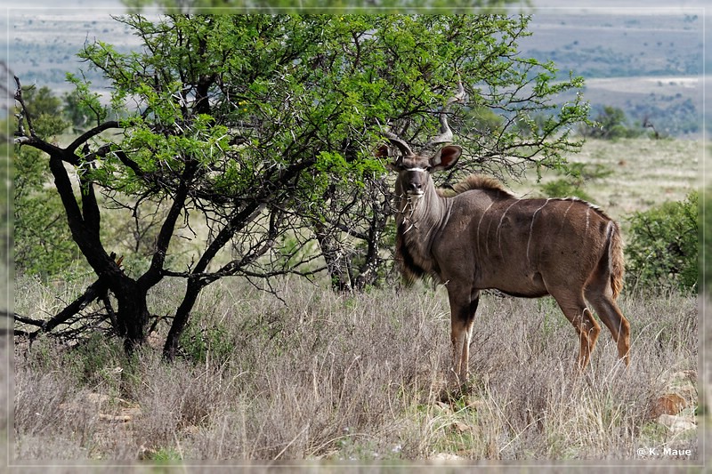 suedafrika_2019_0268.jpg