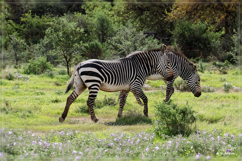 suedafrika_2019_0276.jpg