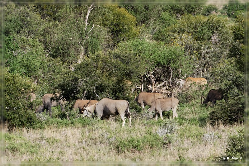 suedafrika_2019_0277.jpg