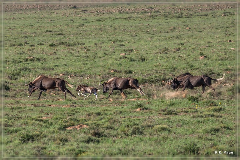 suedafrika_2019_0287.jpg