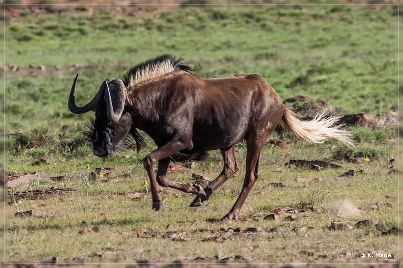 suedafrika_2019_0288.jpg