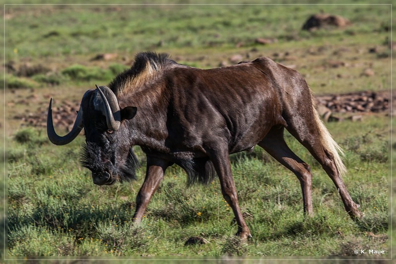 suedafrika_2019_0289.jpg